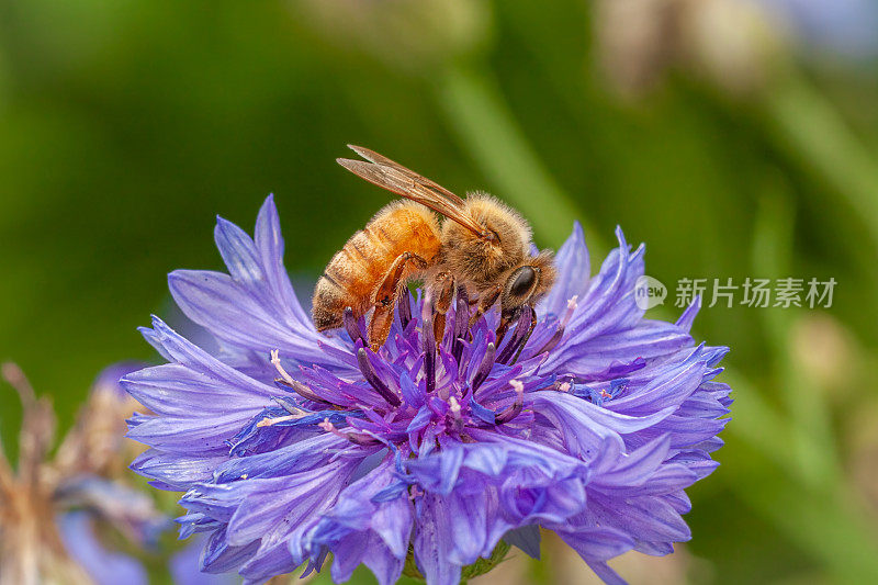 蜜蜂(意大利Apis mellifera)，蜜蜂科。